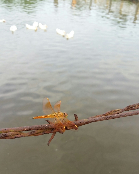 dragonfly