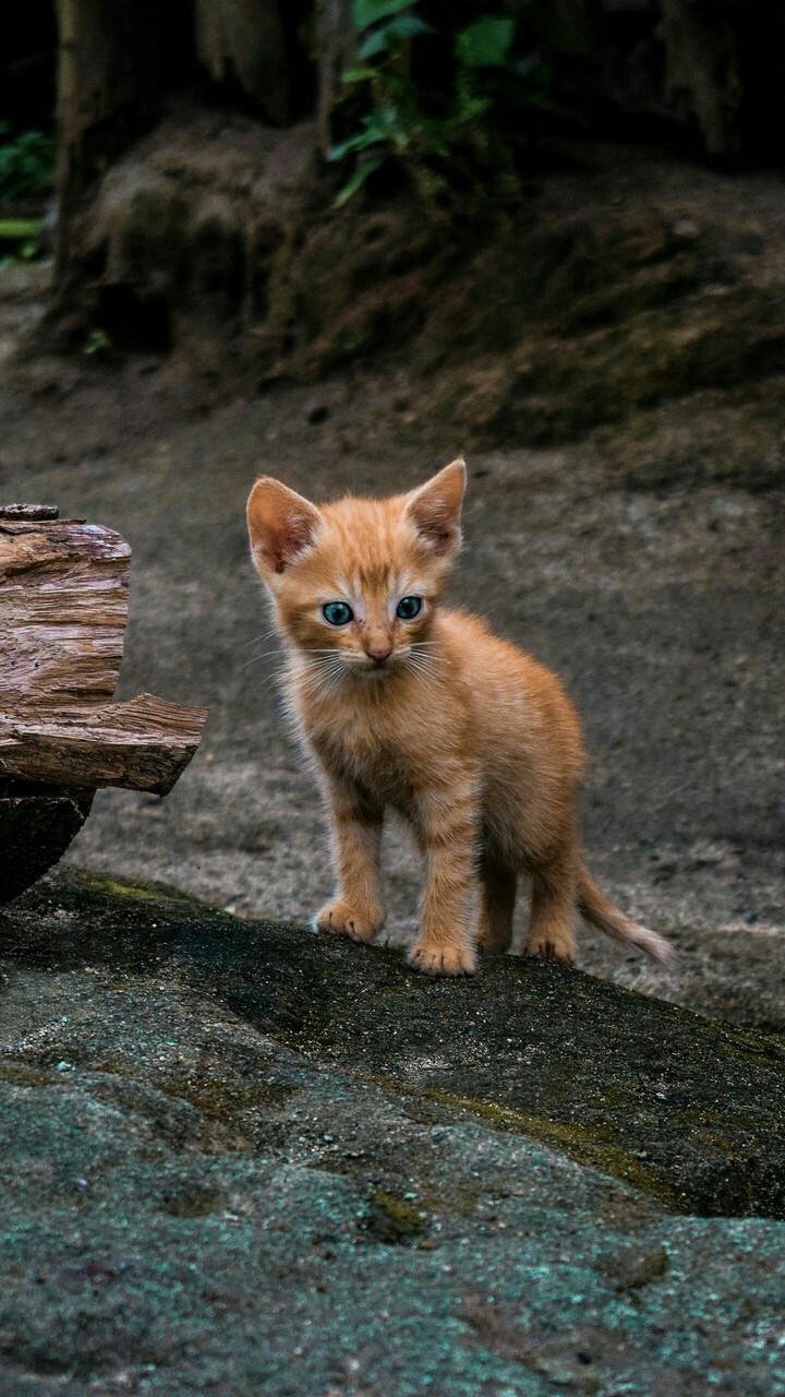 Котенок