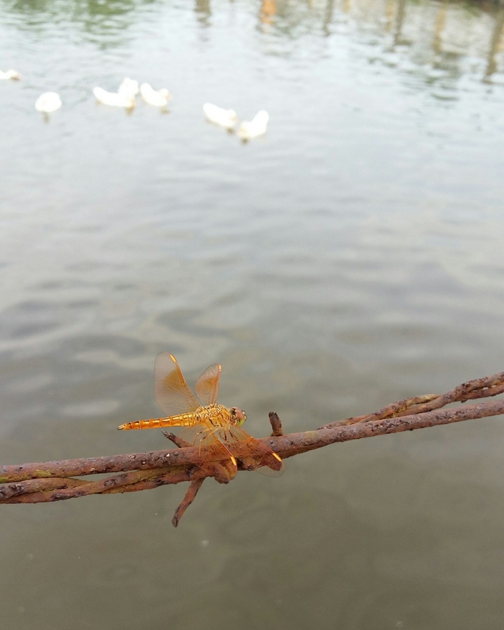 dragonfly