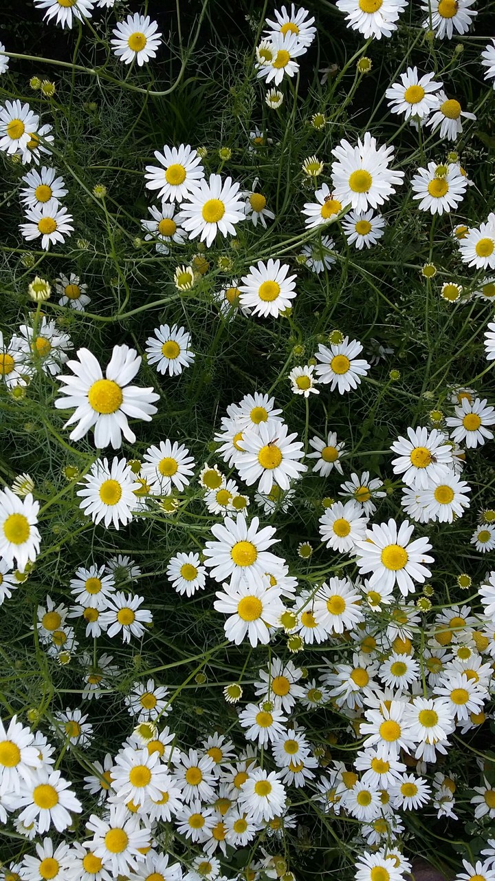 Daisy