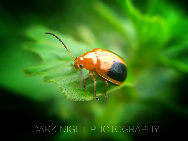 bug