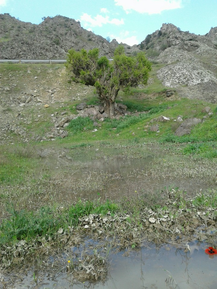 pm.kaleybar