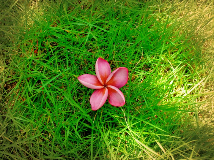 flower
