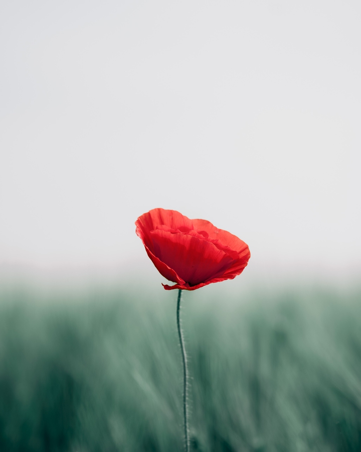 Poppy flower