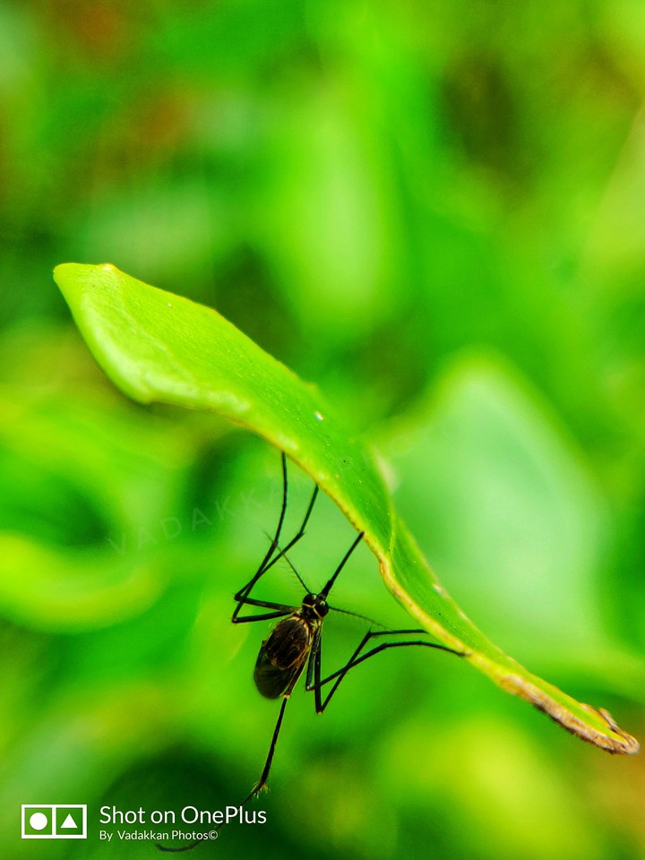 mosquito