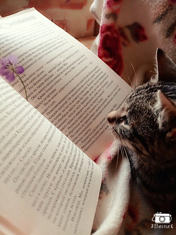 Книга