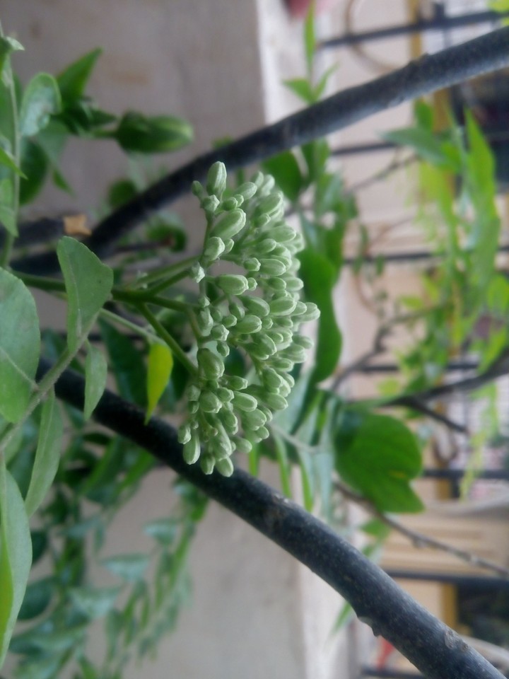 Baby Flowers being born