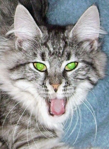 Dangerous Cat