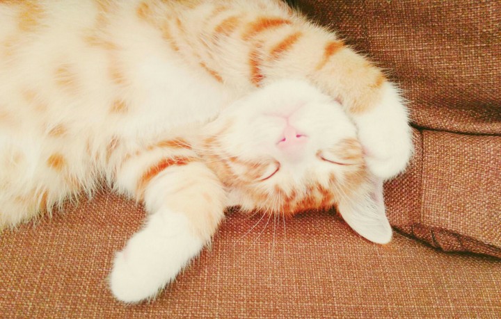 my sweet cat is sleeping