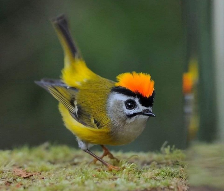 Bird