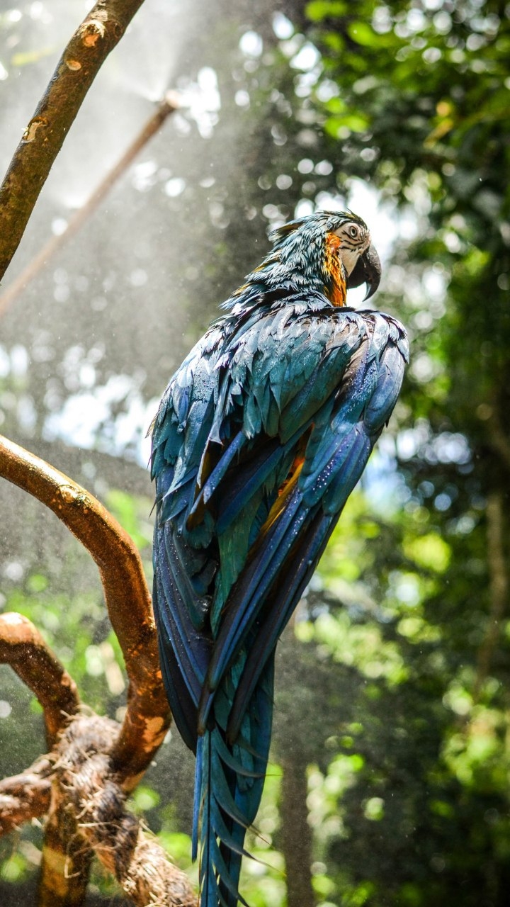 blue macoaw