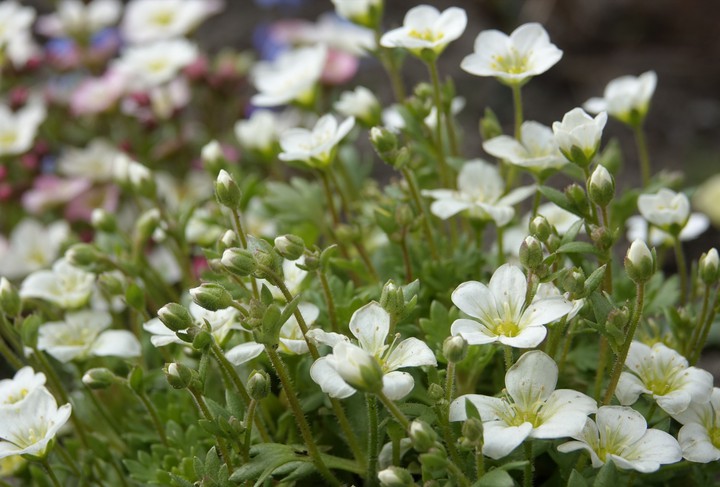 flowers