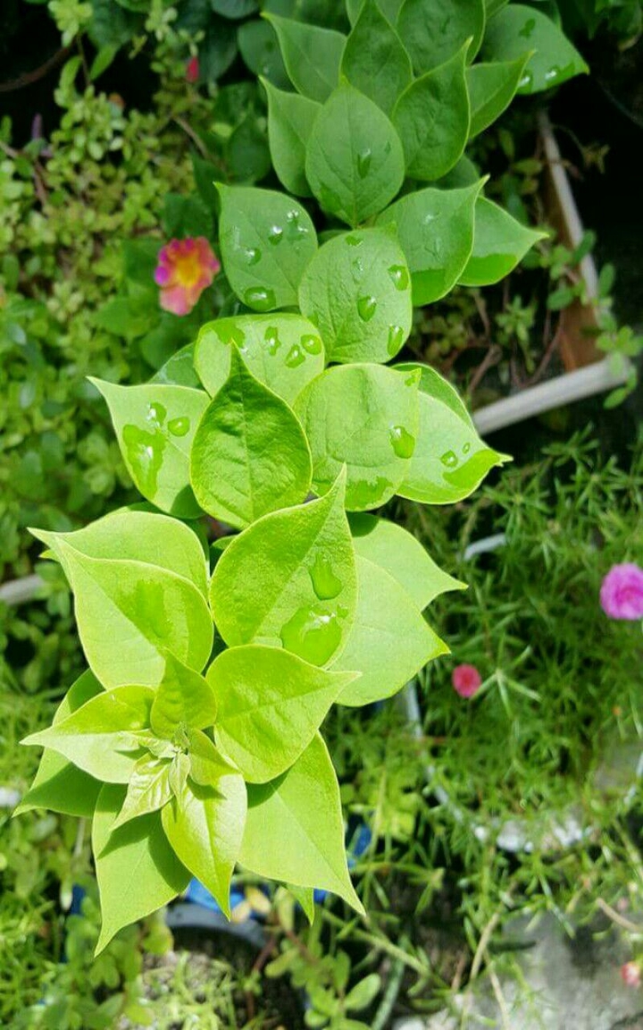 Leaves