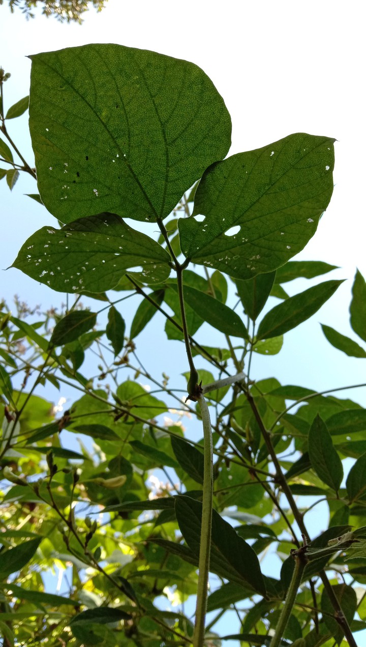Garden plant