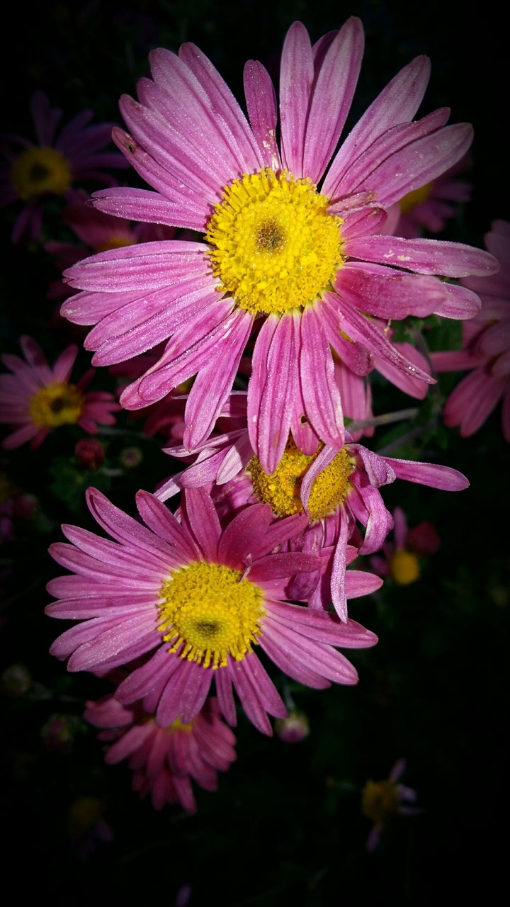 Night-flower)