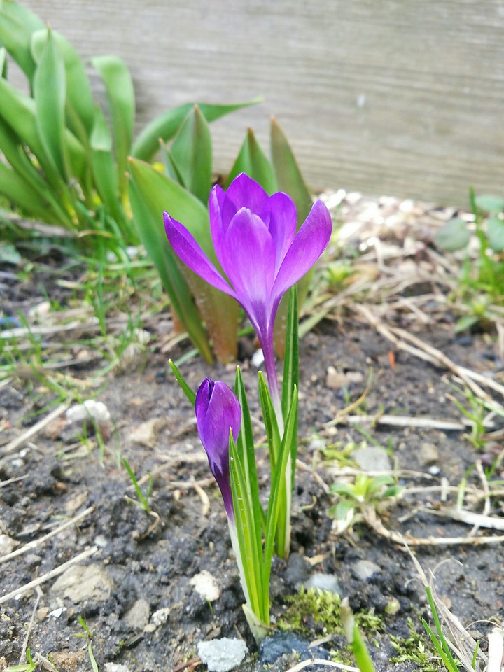 Spring