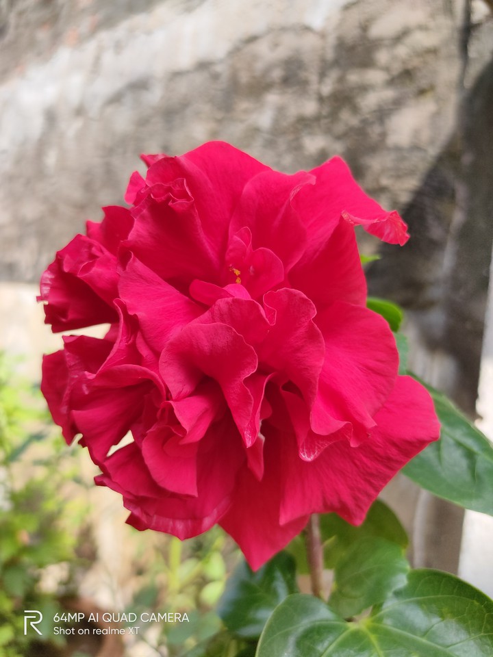 hibiscus