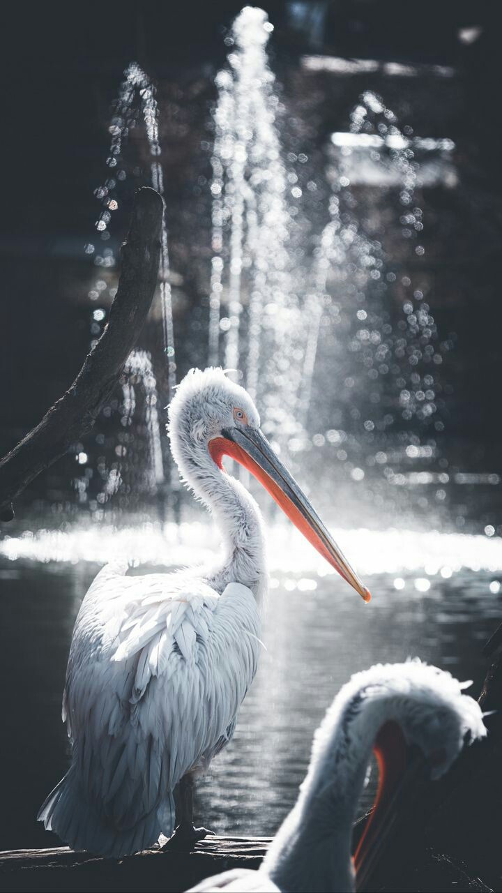 pelicans