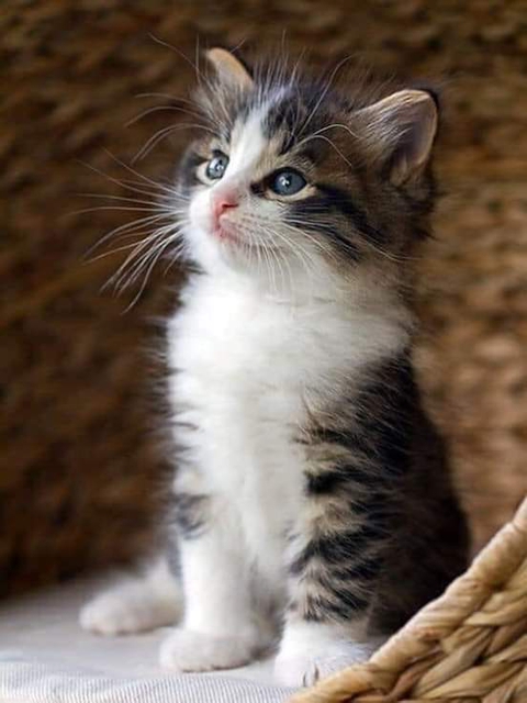 обои cat, whiskers
