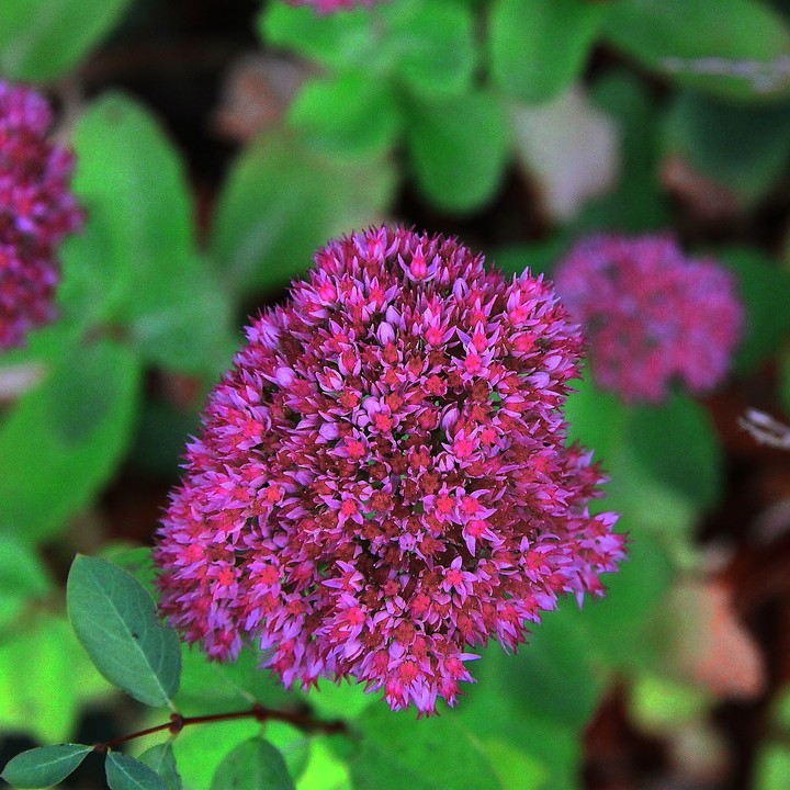 Flowers have different colurs