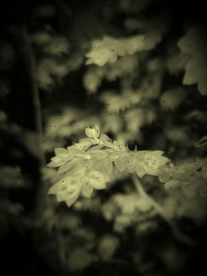 Sepia leaves