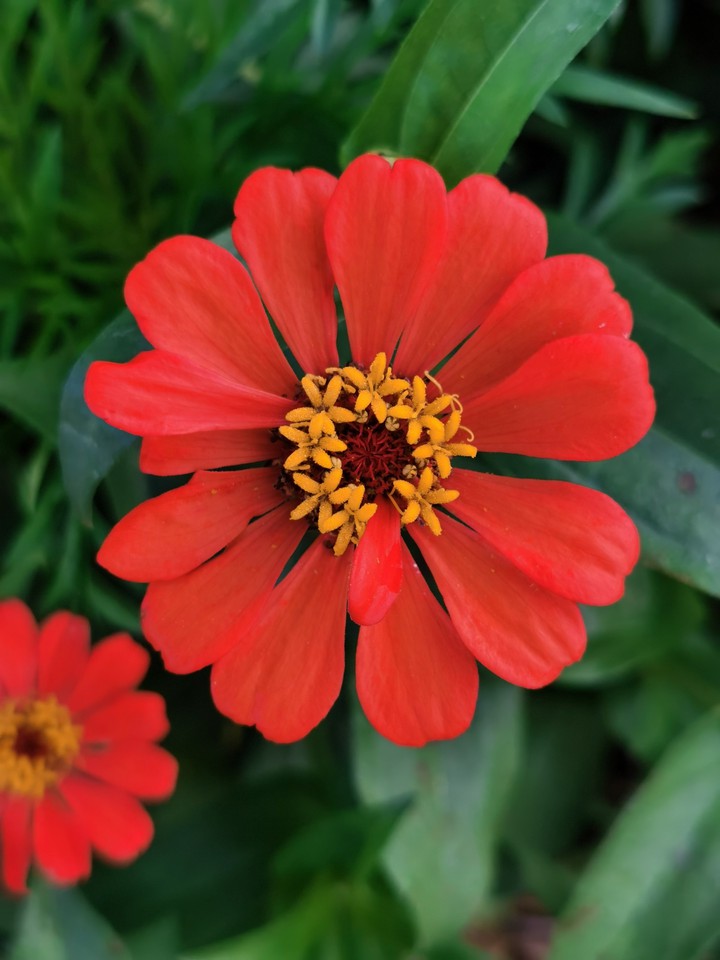 flower