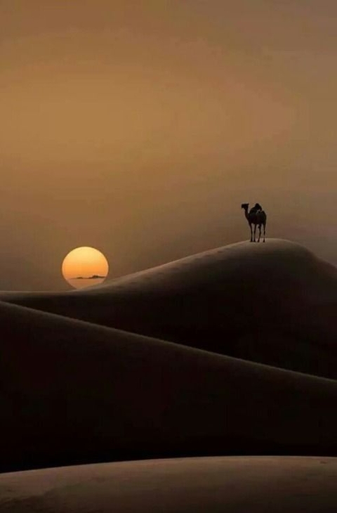 Camel, Desert, Camelids
