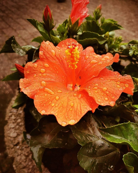 Blumen