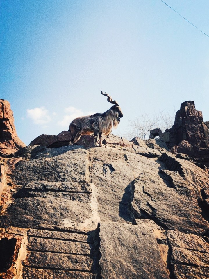 Mountain goat