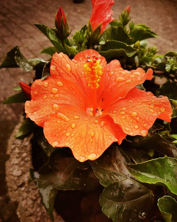 Blumen