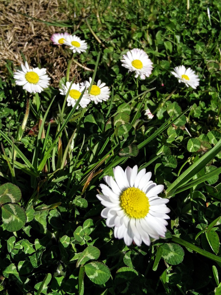 In my garden