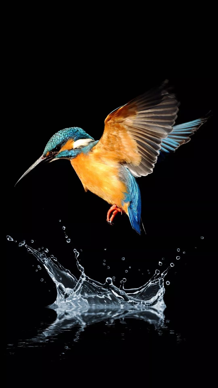 bird
