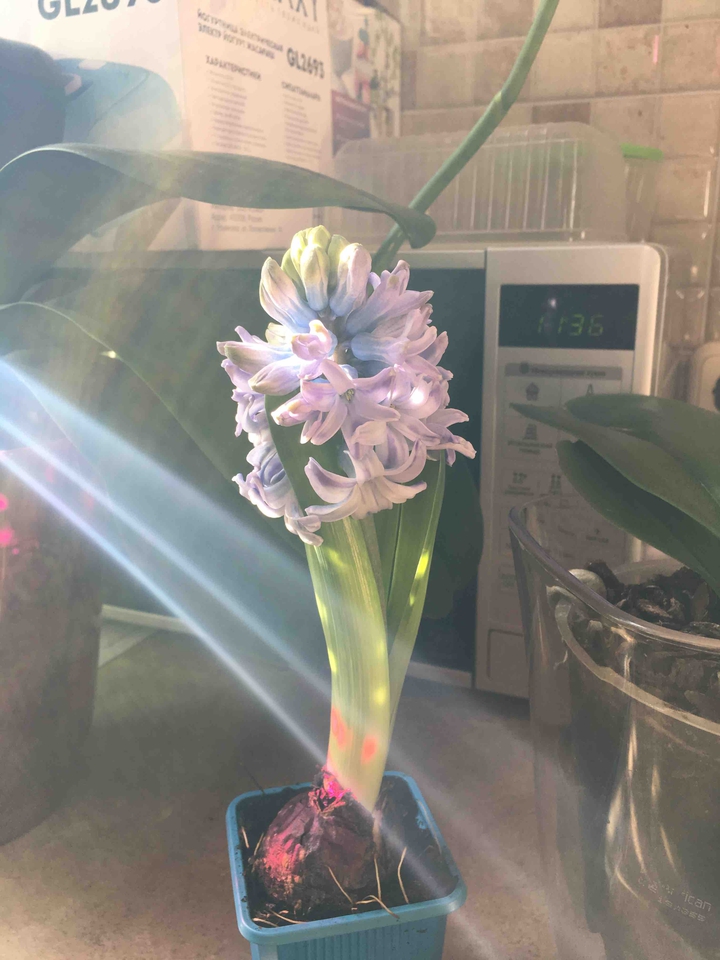 Uncreated light