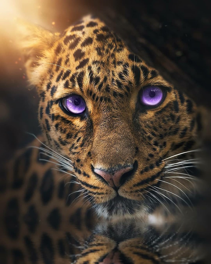 Леопард
