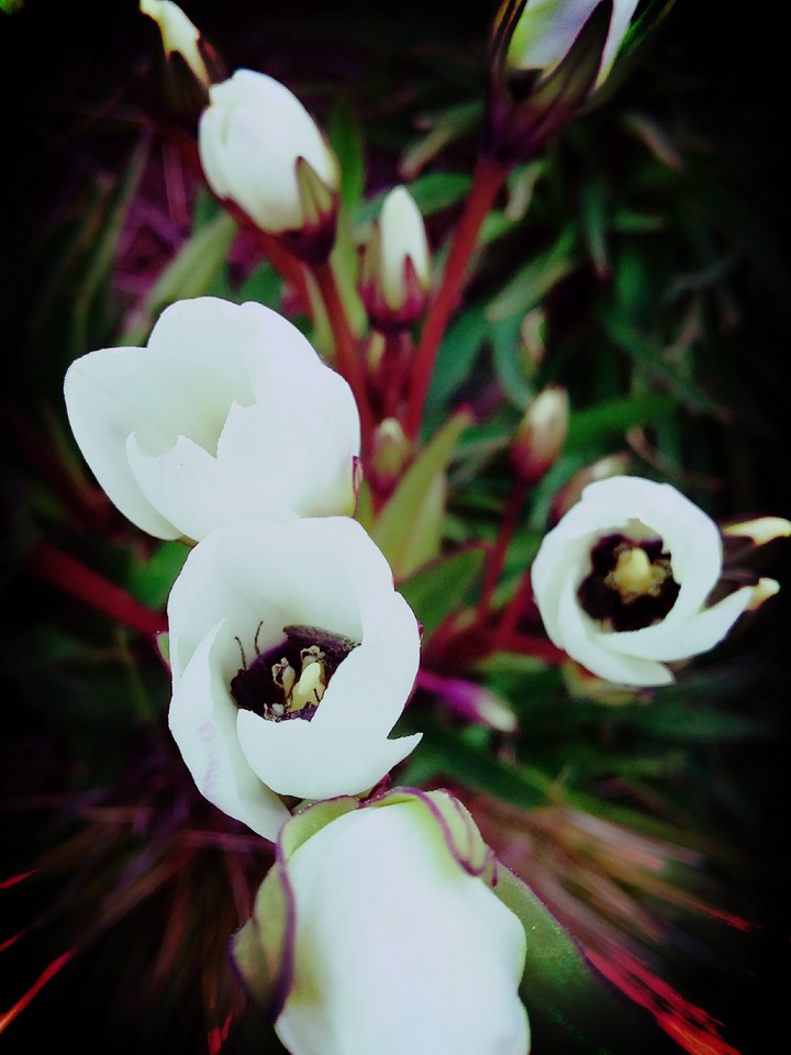 flores