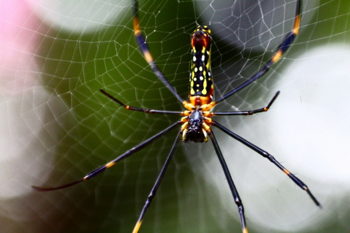 Macro Photography