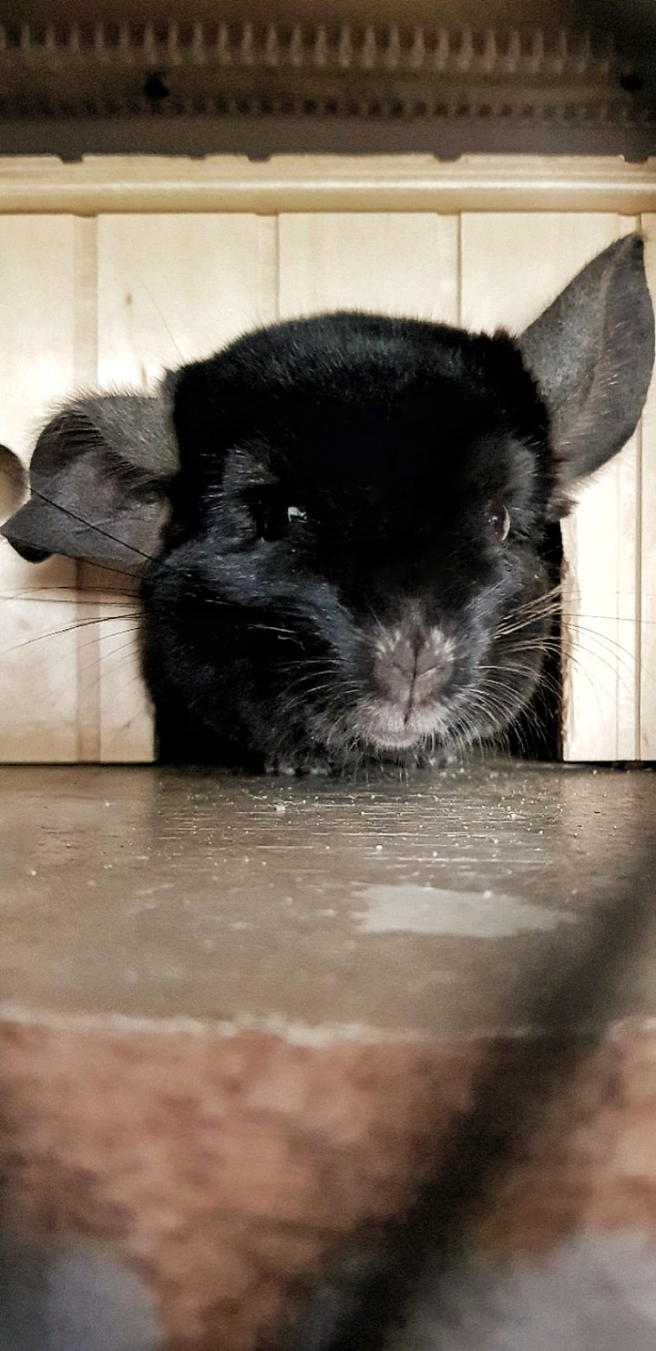 chinchilla
