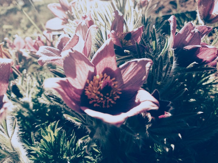 Purple Flower