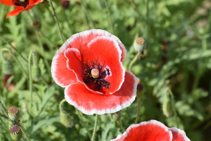 Flower's beauty