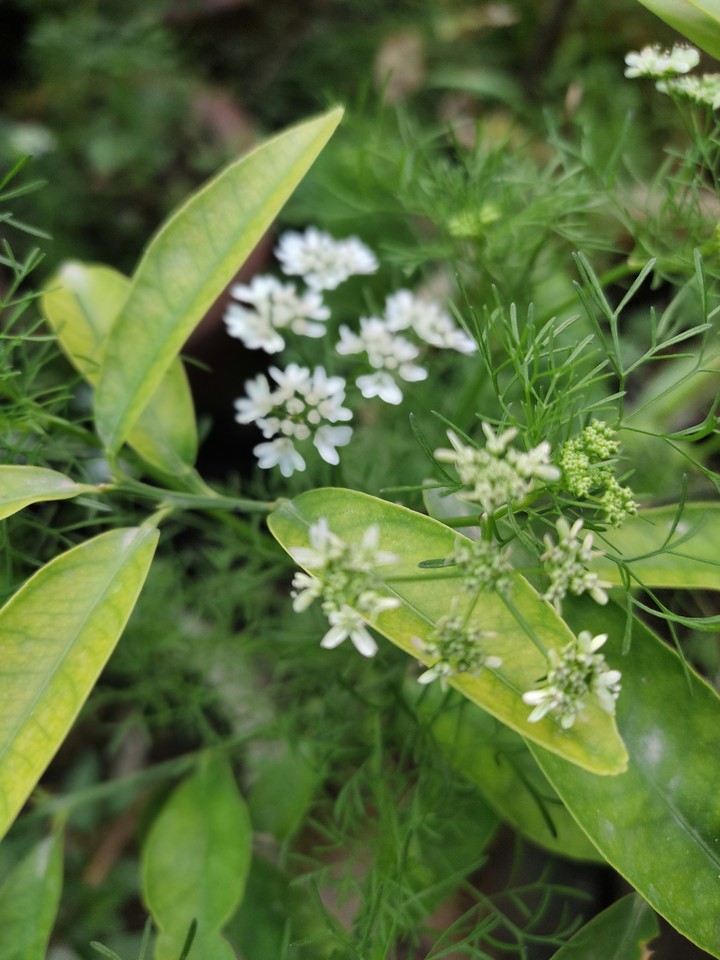 Green ? Plants