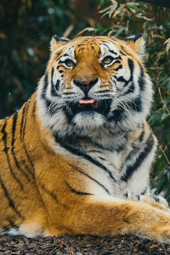 Bengal Tiger
