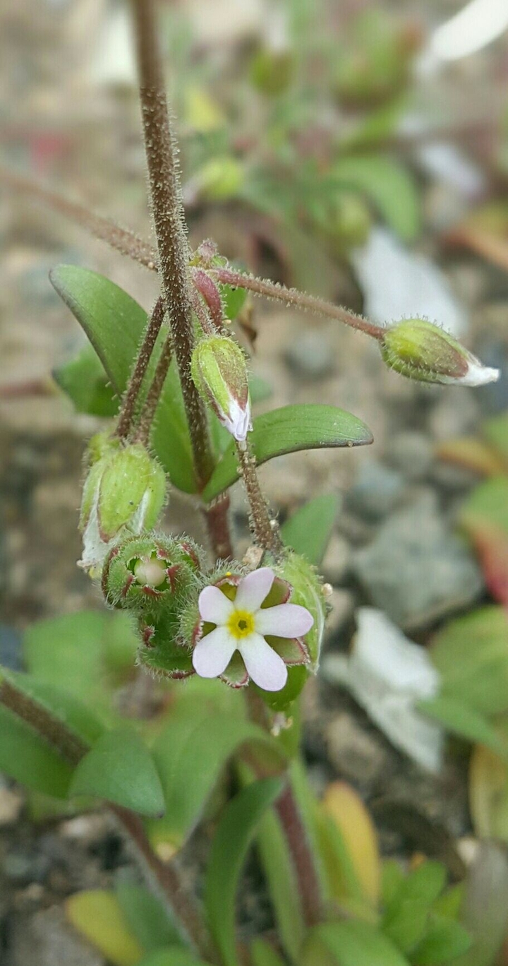 white flower