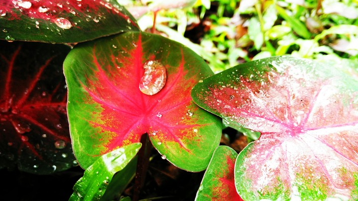 water drops