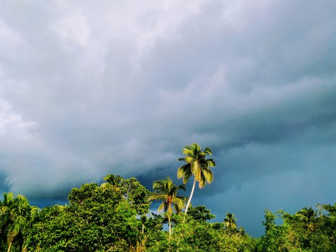 nature