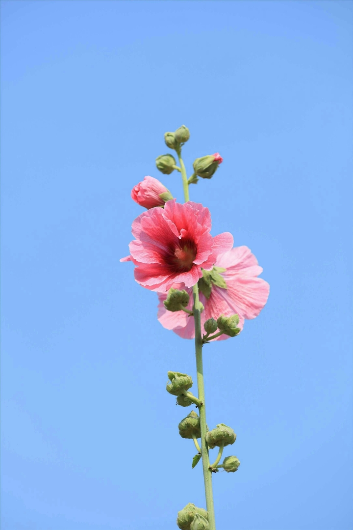 Mallow
