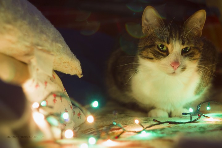 Keksik cat