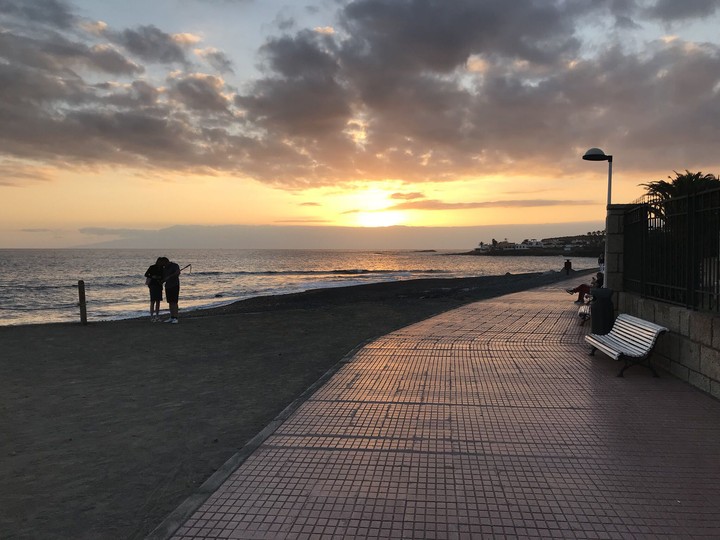 canaries