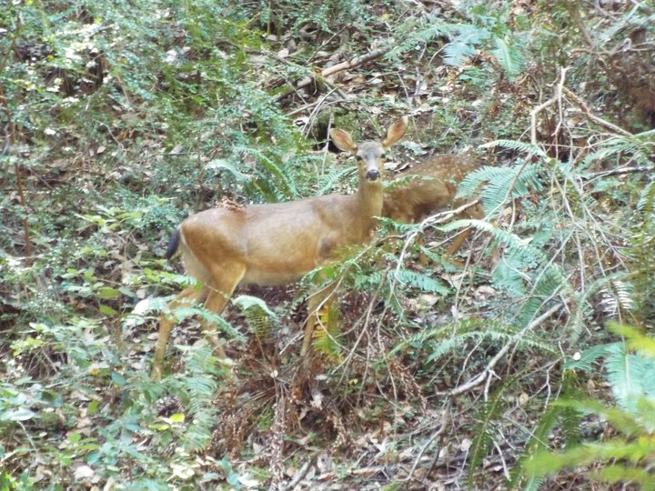 momma deer