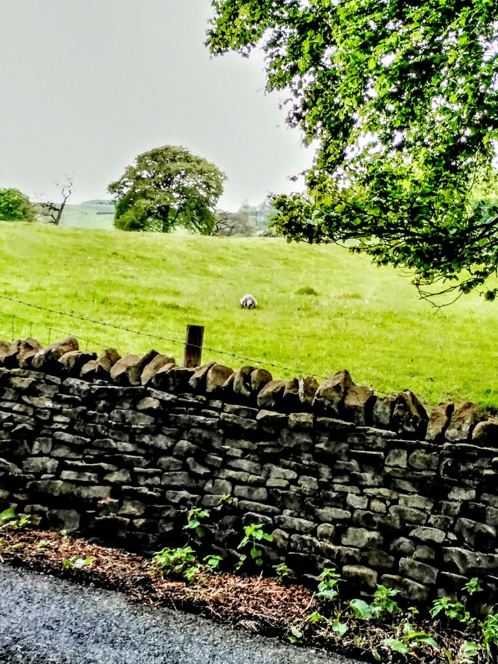 County Wall & Badger