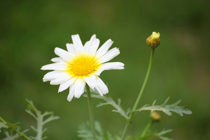 flower photography